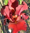 Iris - Vilkdalgis - African Mahogany